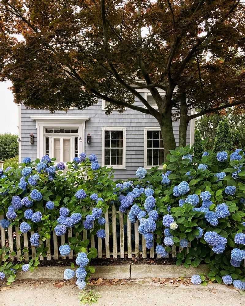 Hydrangea