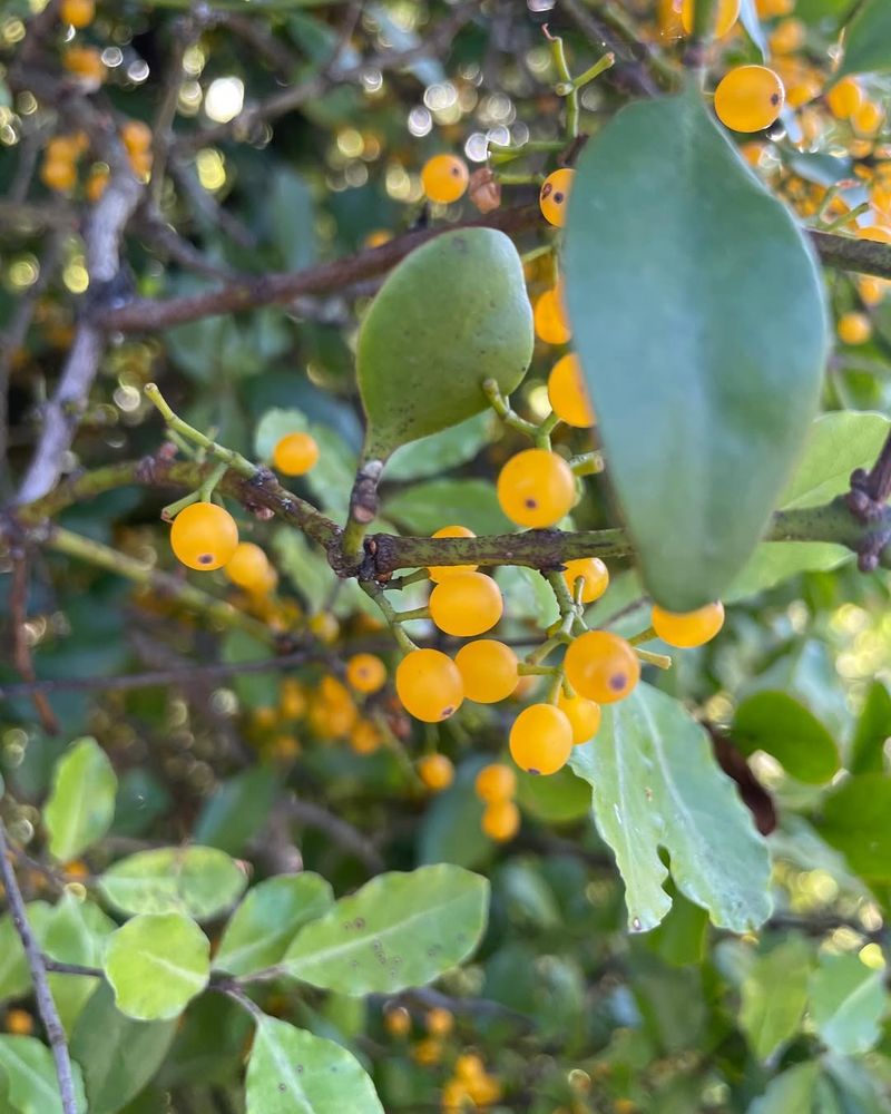 Mistletoe