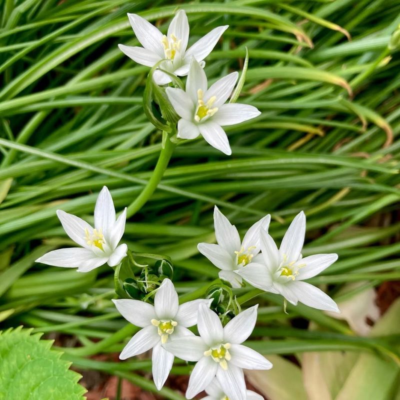 Star of Bethlehem