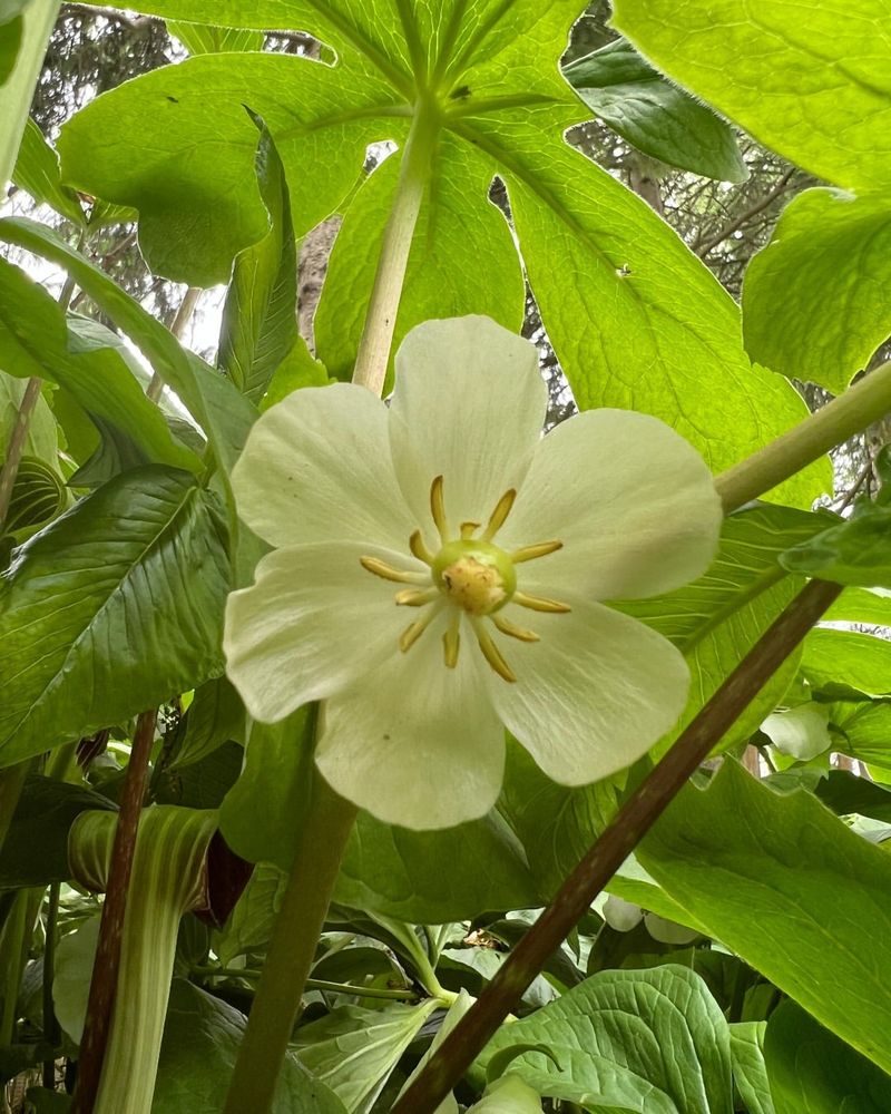 Mayapple