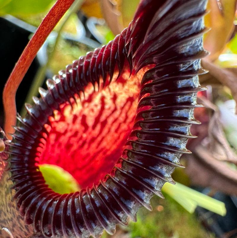 Glow-In-The-Dark Carnivorous Plants