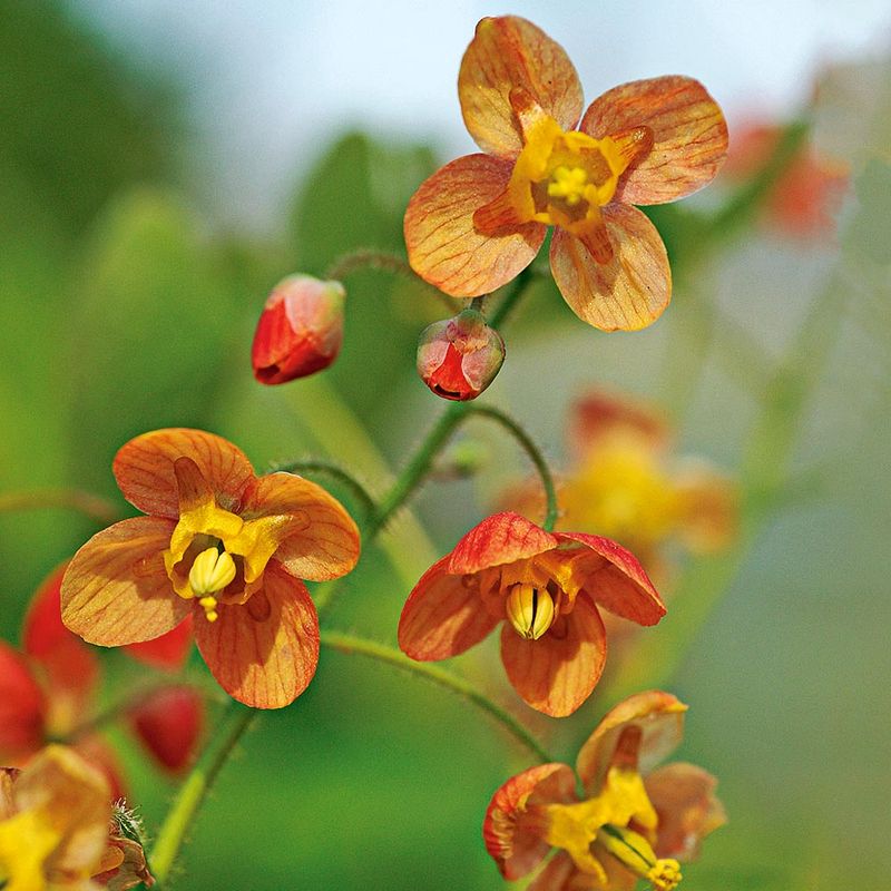 Epimedium