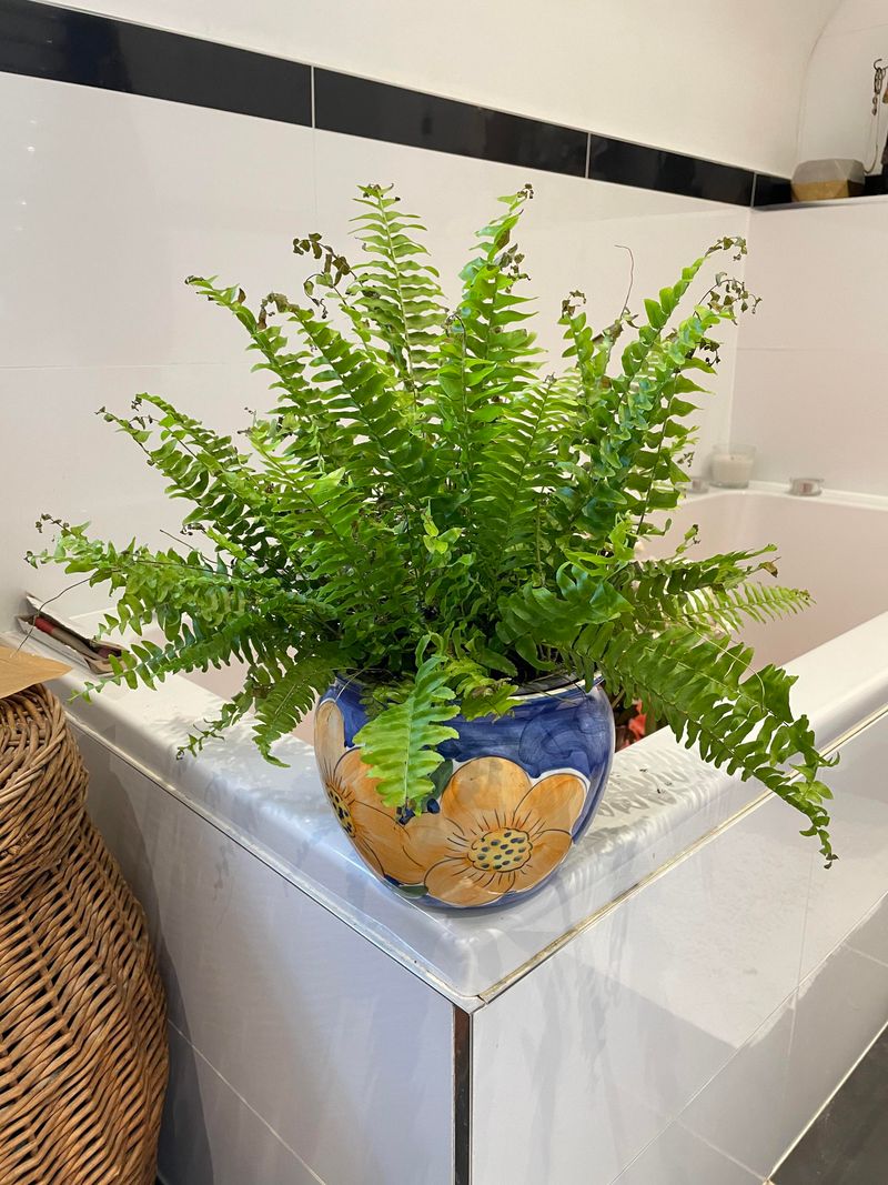 Boston Fern – Prefers a Lean Diet