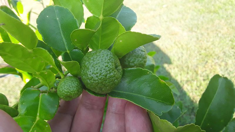 Kaffir Lime