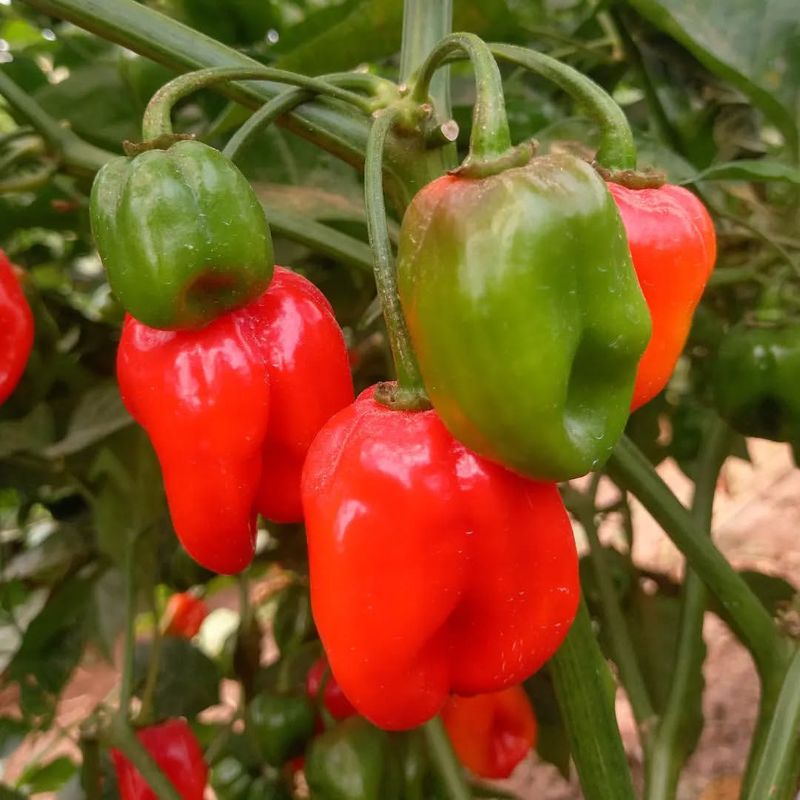 Habanero