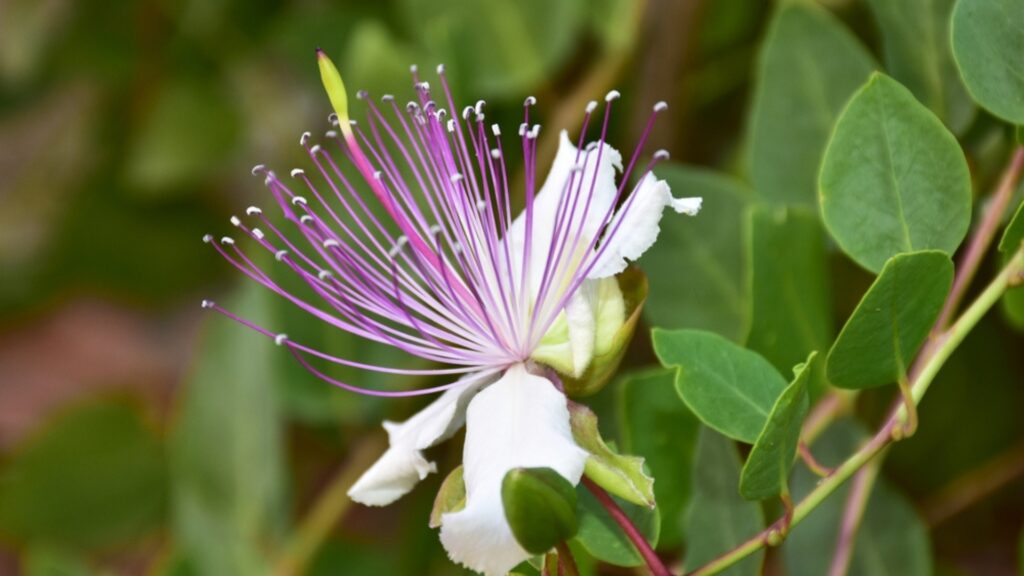 Jamaican Caper Tree