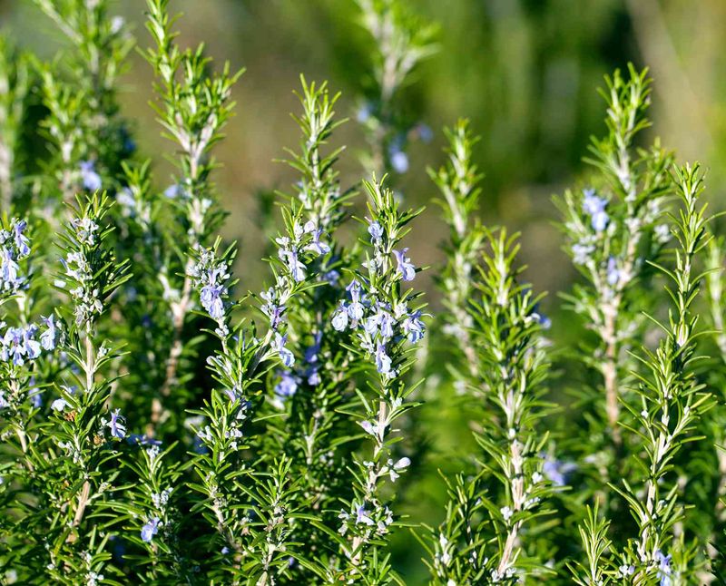 Rosemary (wild variety)