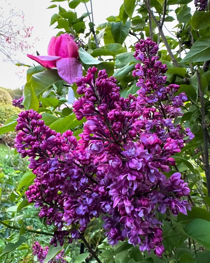 Lilacs