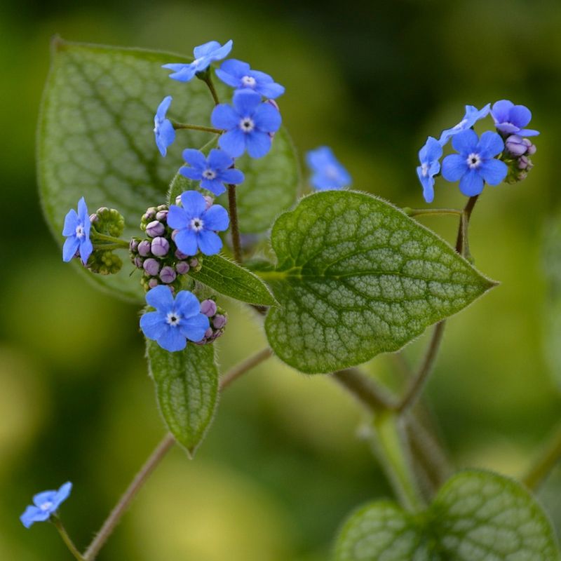 Brunnera