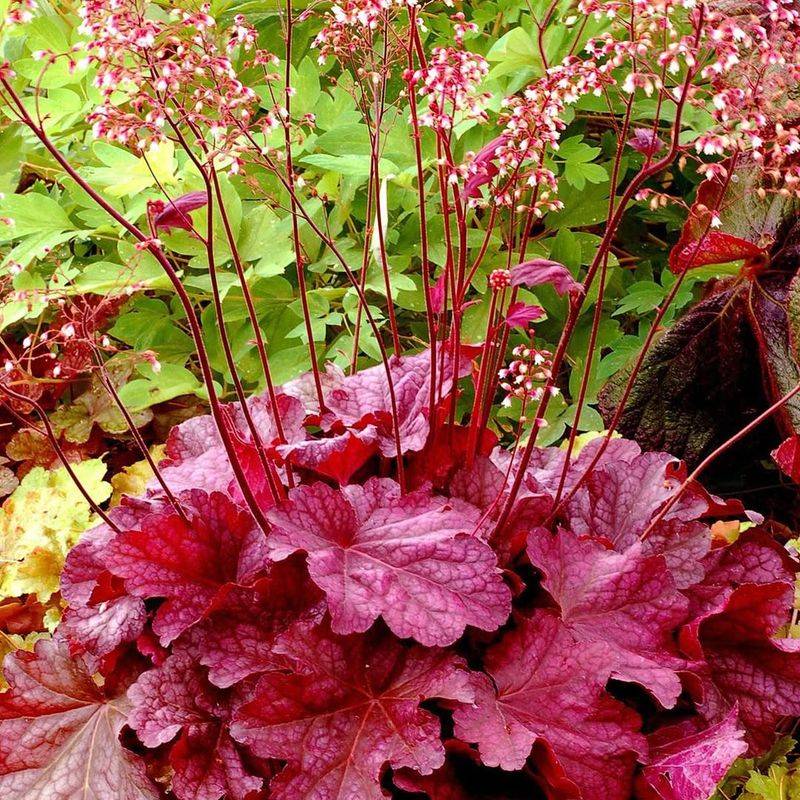 Coral Bells