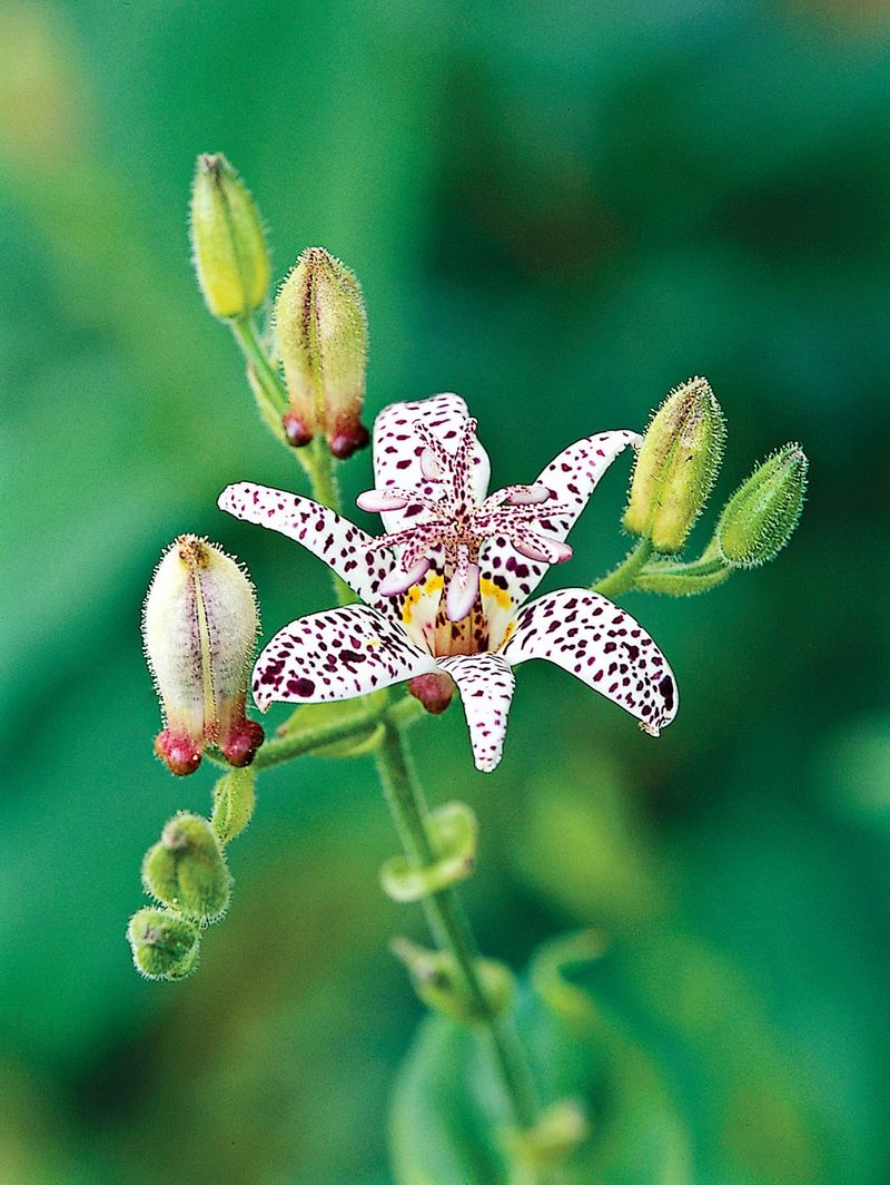 Toad Lily