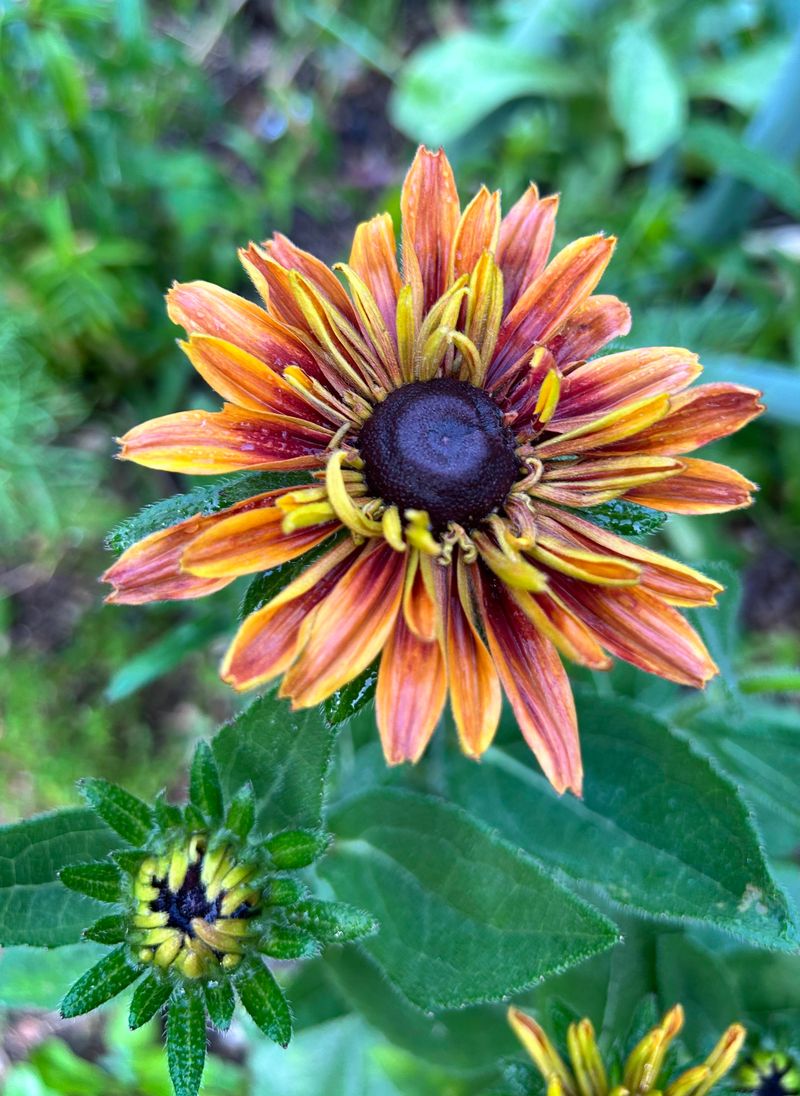 Rudbeckia