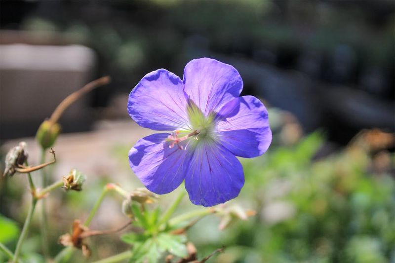 Cranesbill Geranium