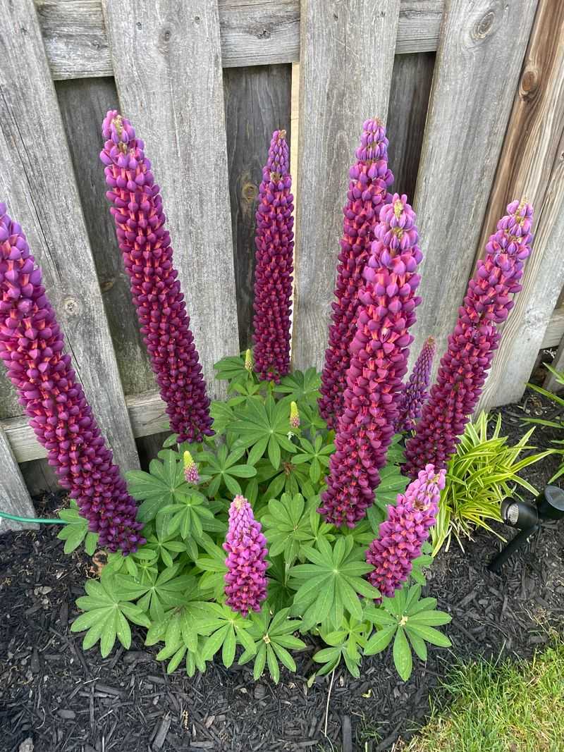 Lupines (Lupinus)