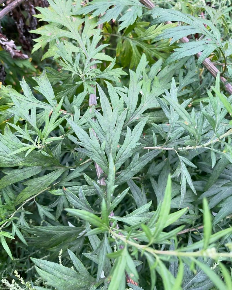 Mugwort (Artemisia vulgaris)