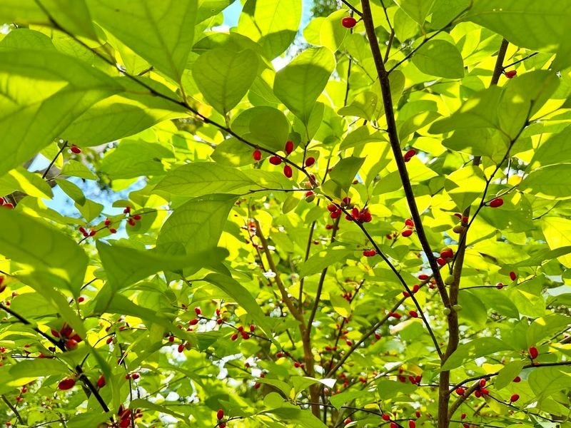 Spicebush