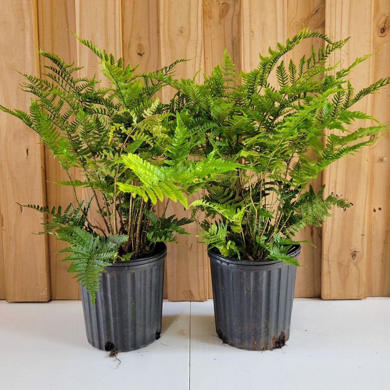 Fern (Dryopteris Erythrosora, Athyrium Niponicum)