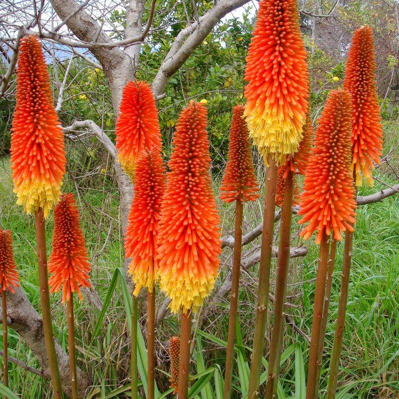 Red Hot Poker