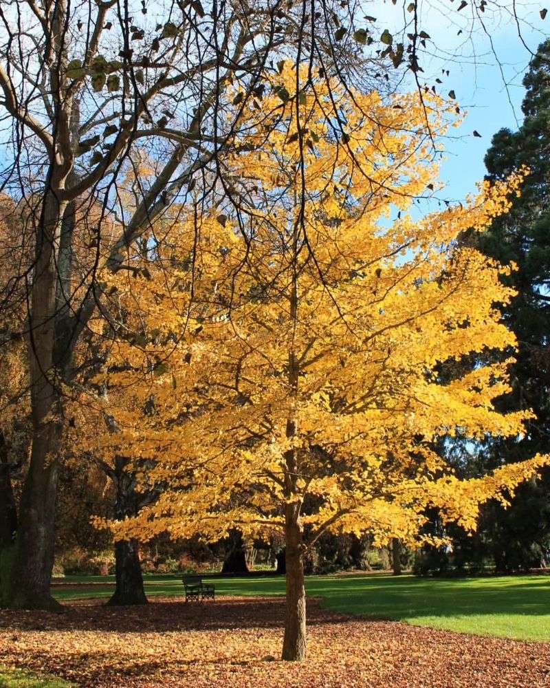 Ginkgo Biloba