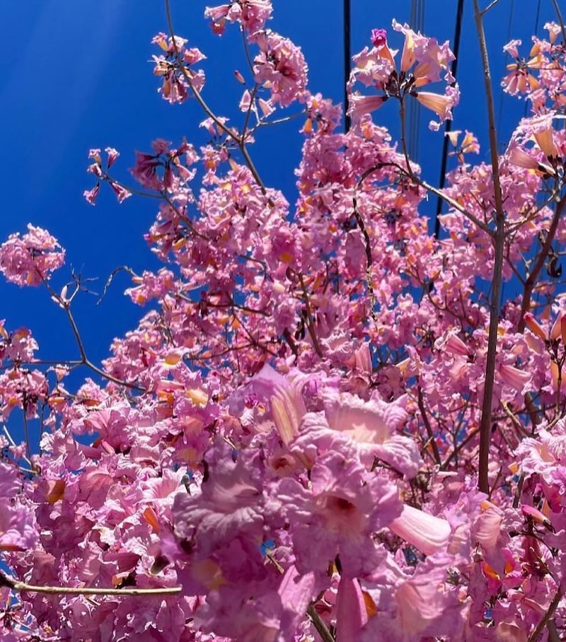 Pink Trumpet Tree