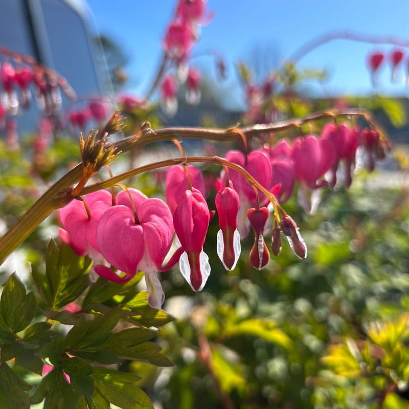 Bleeding Hearts