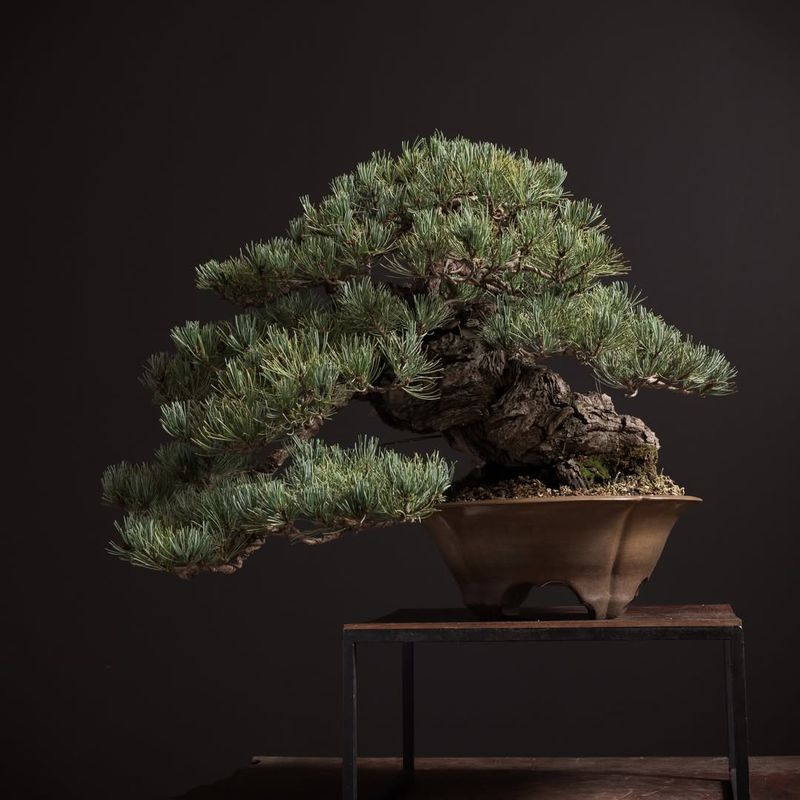 Pine (Pinus Parviflora)