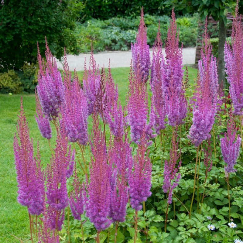 Astilbe (Chinensis)