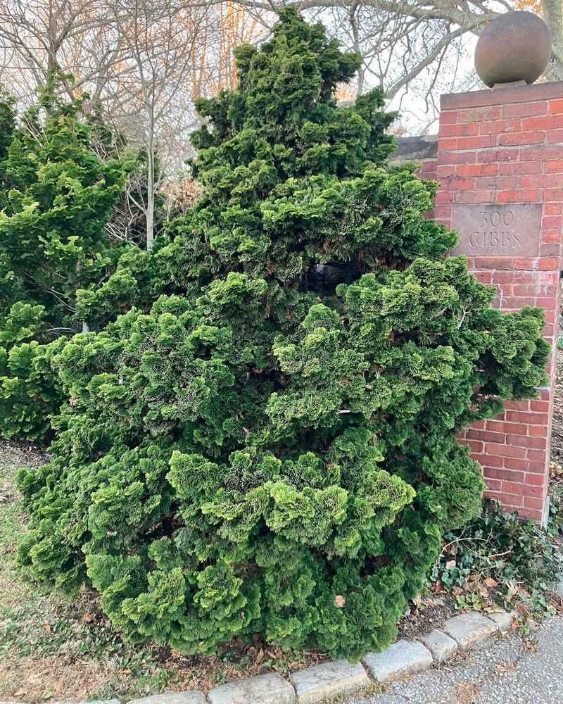 Dwarf Hinoki Cypress (Chamaecyparis Obtusa ‘Nana’)