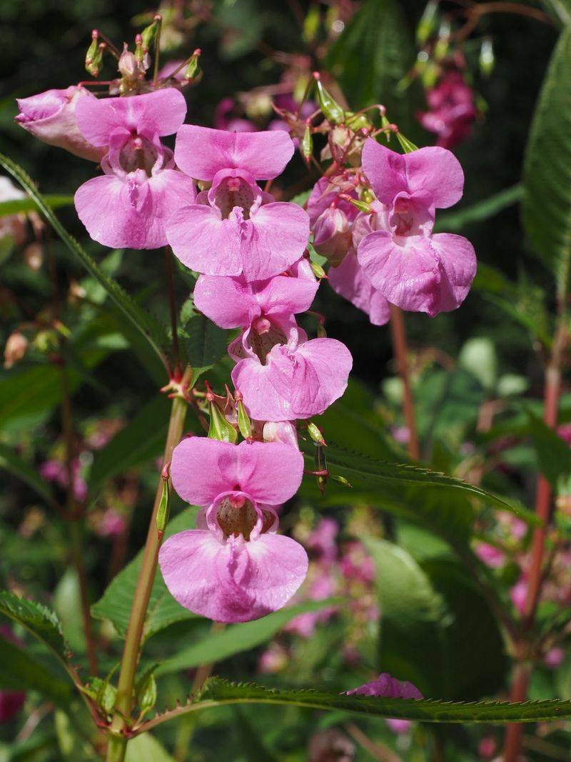 Himalayan Balsam