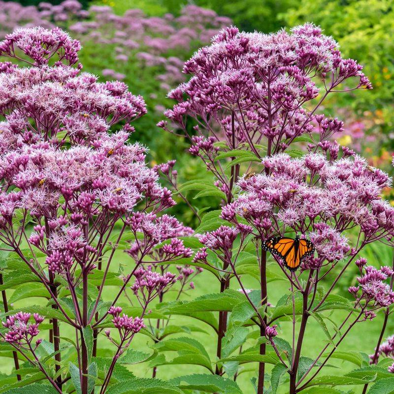 Joe-Pye Weed