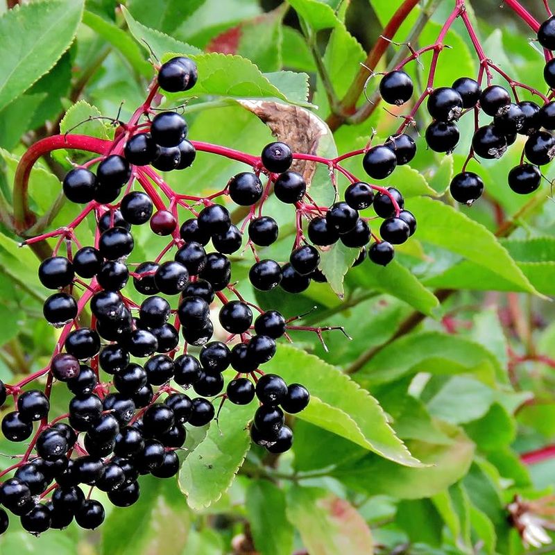 Elderberry