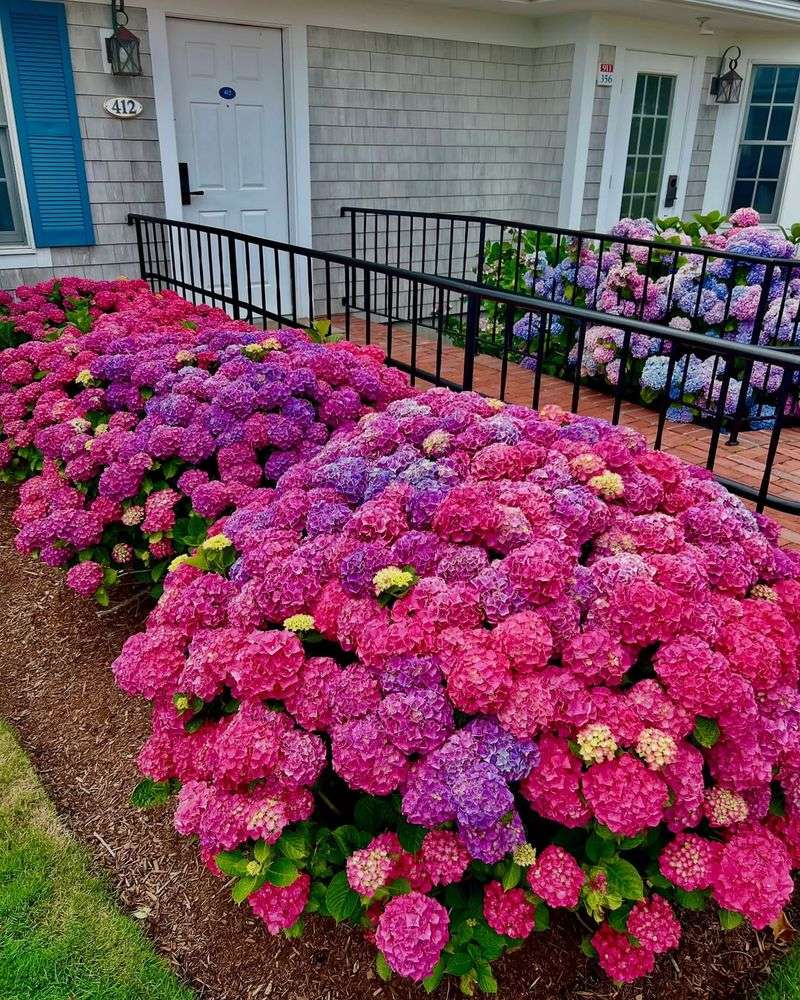 Hydrangea – A Thirsty Plant for a Dry Climate