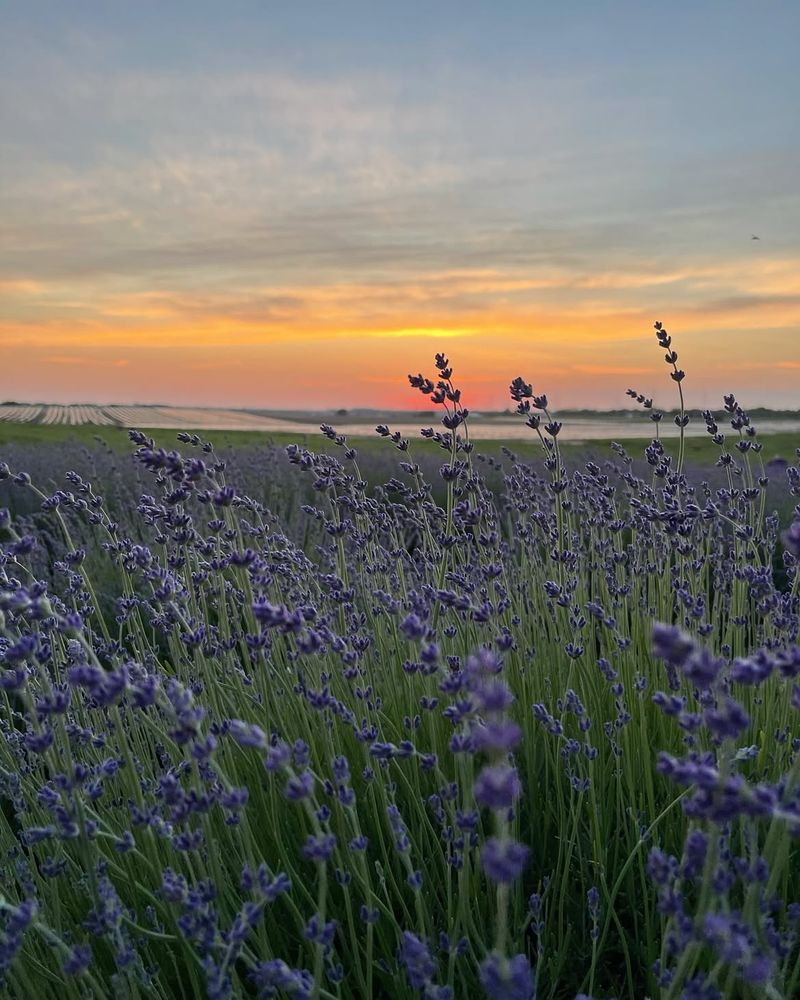 Lavender