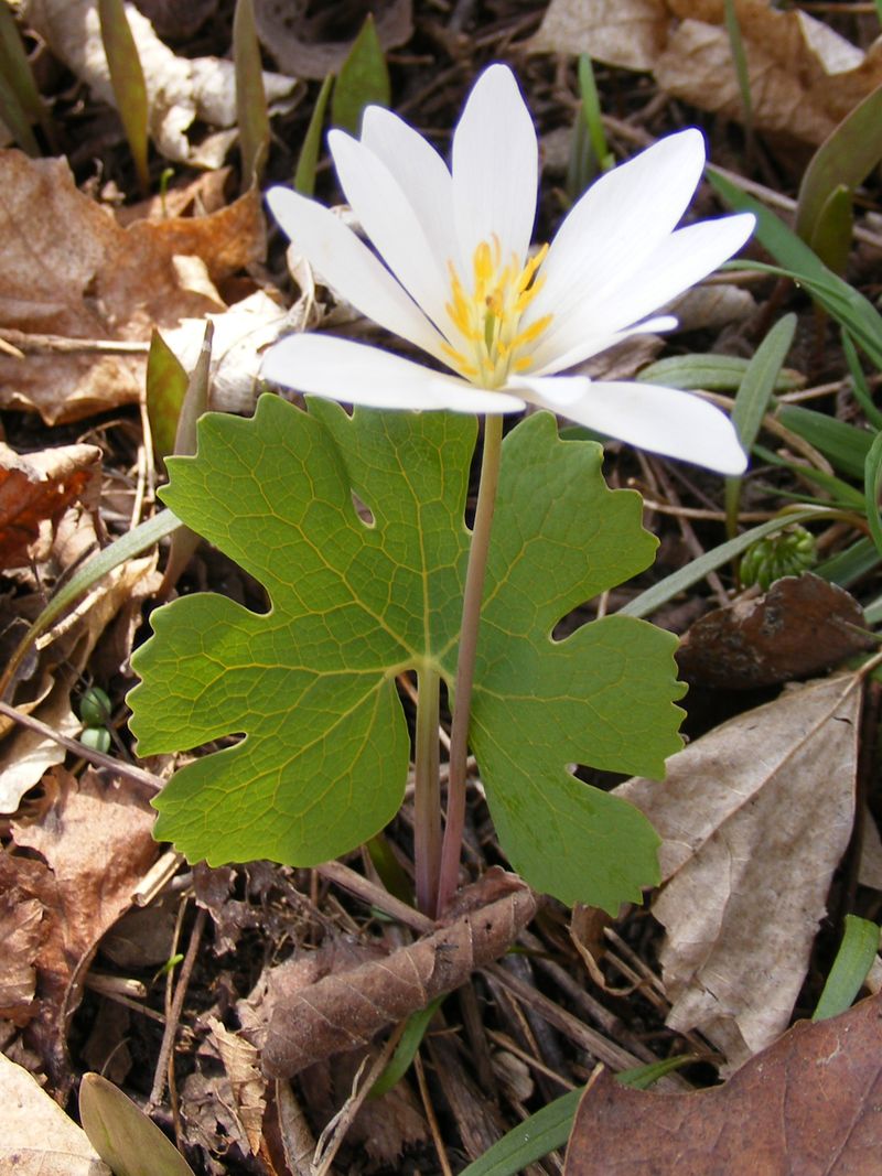 Bloodroot