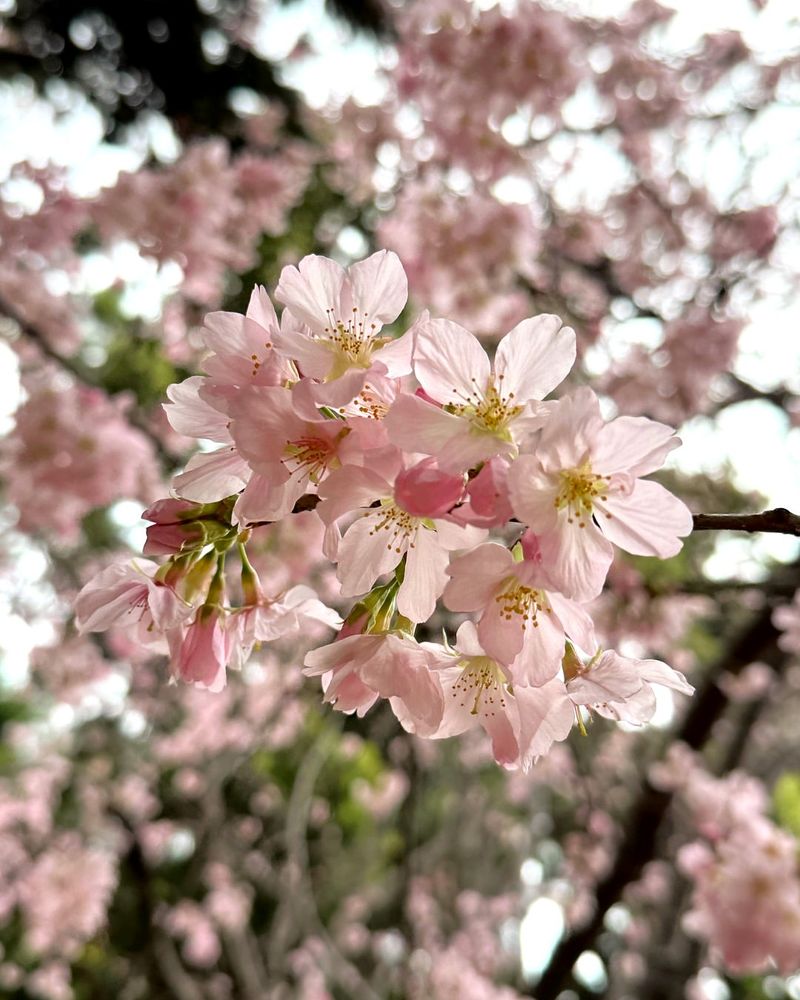 Cherry Blossom (Prunus Serrulata)