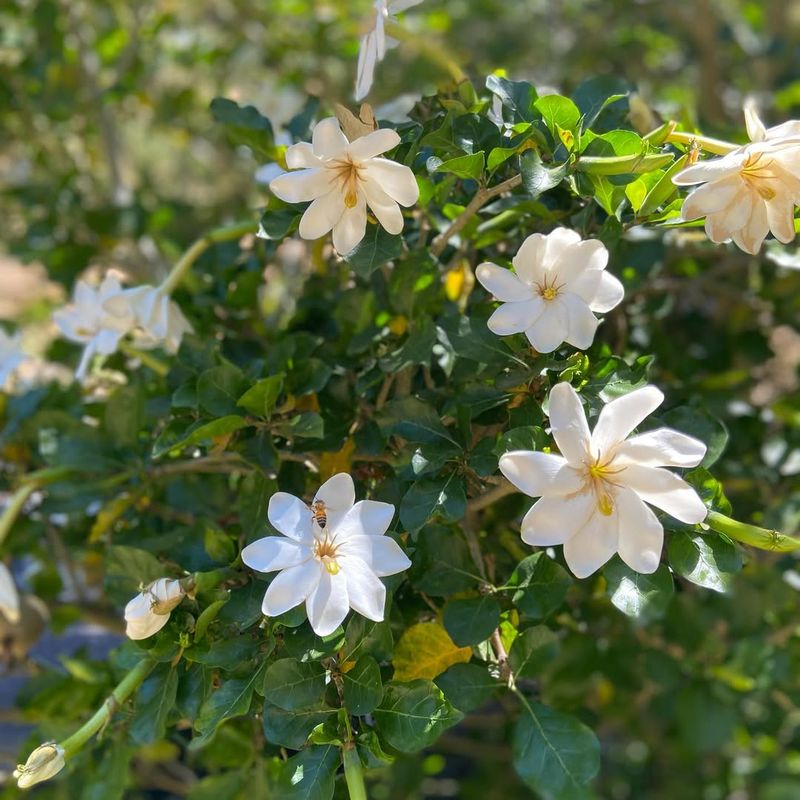 Gardenia – Too Sensitive for Cold Nights