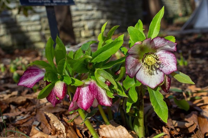 Hellebore