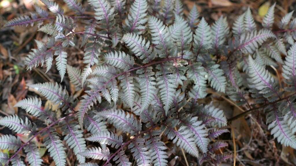 japanese painted fern