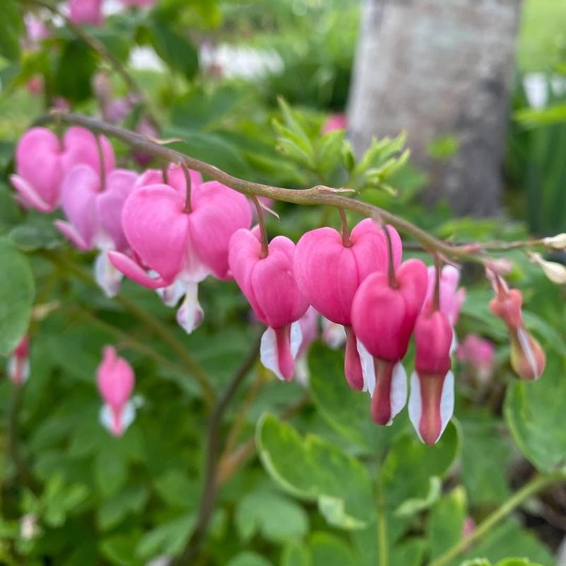 Bleeding Heart (Dicentra spectabilis)