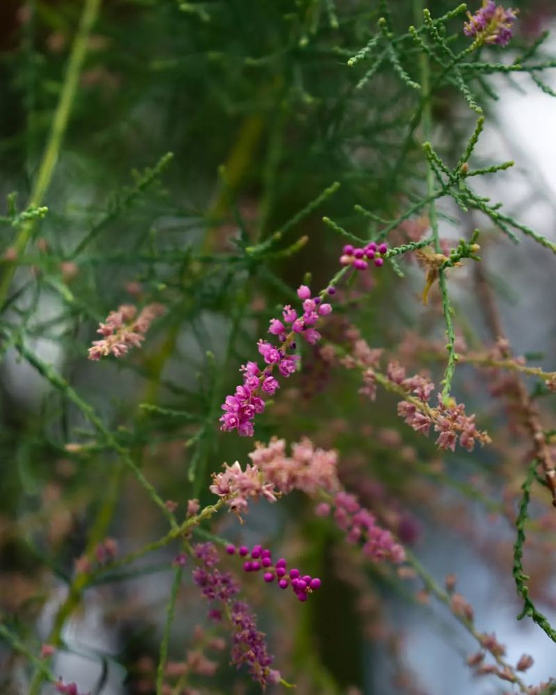 Saltcedar (Tamarix spp.)