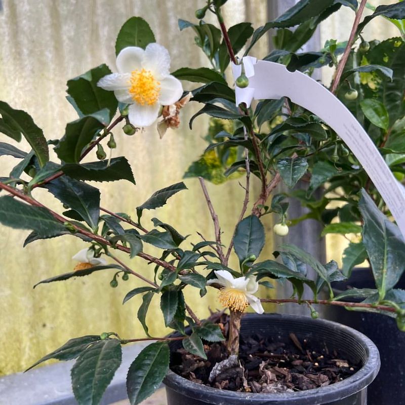 Tea Plant (Camellia Sinensis)