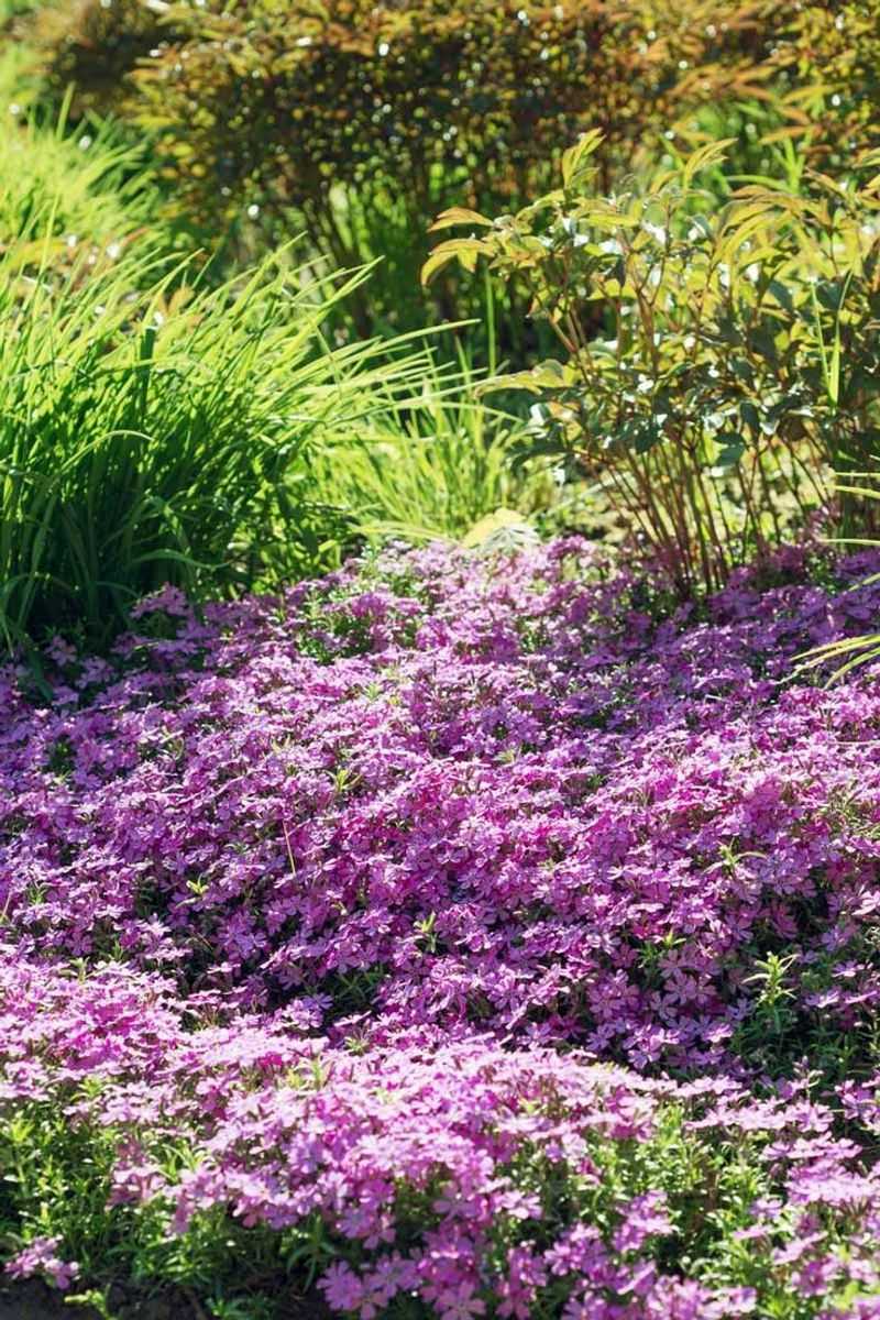 Creeping Phlox