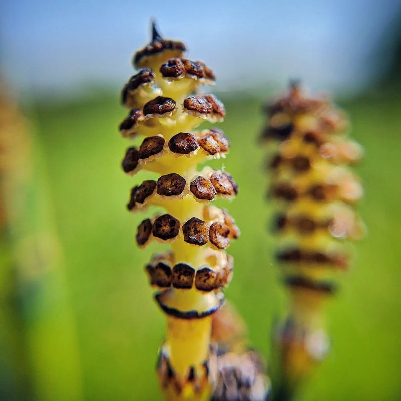 Horsetail (Equisetum Spp.)