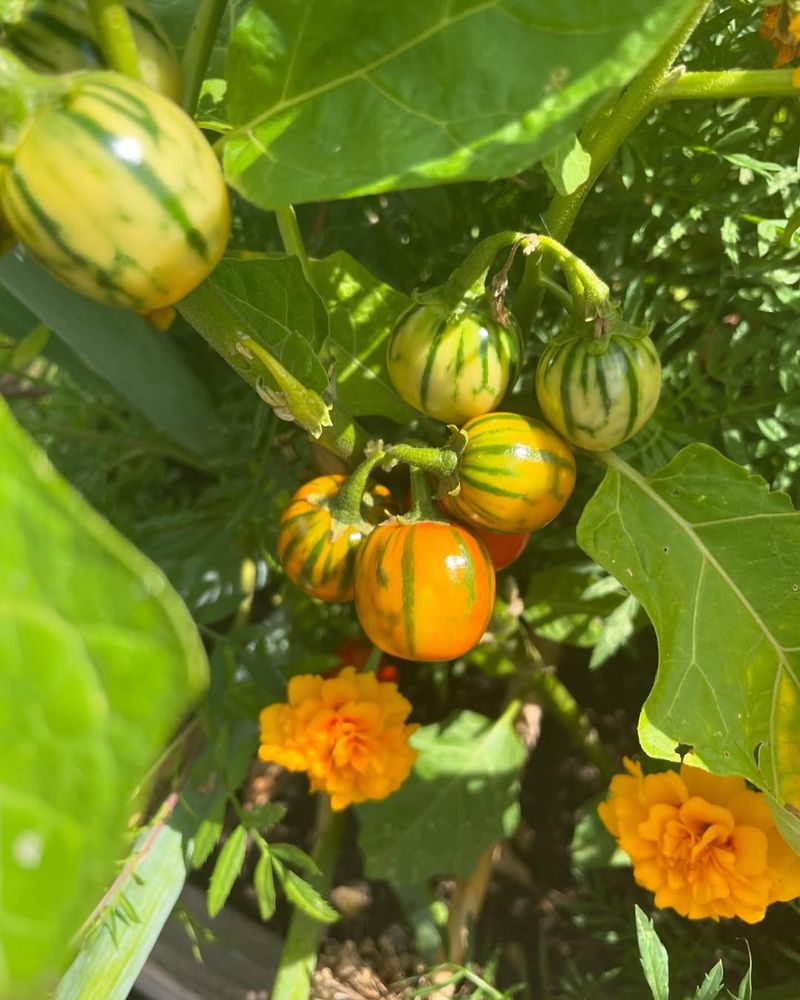 Turkish Orange