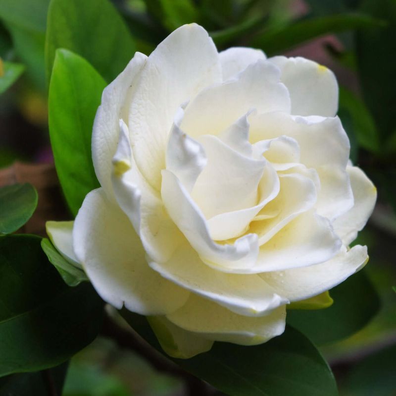 Gardenia