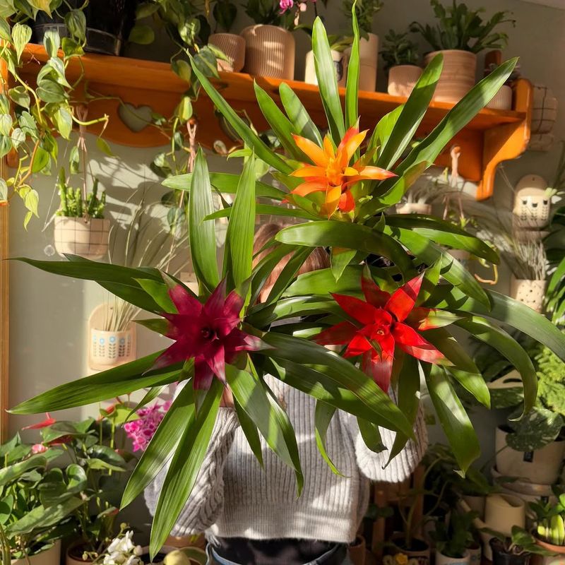 Bromeliads