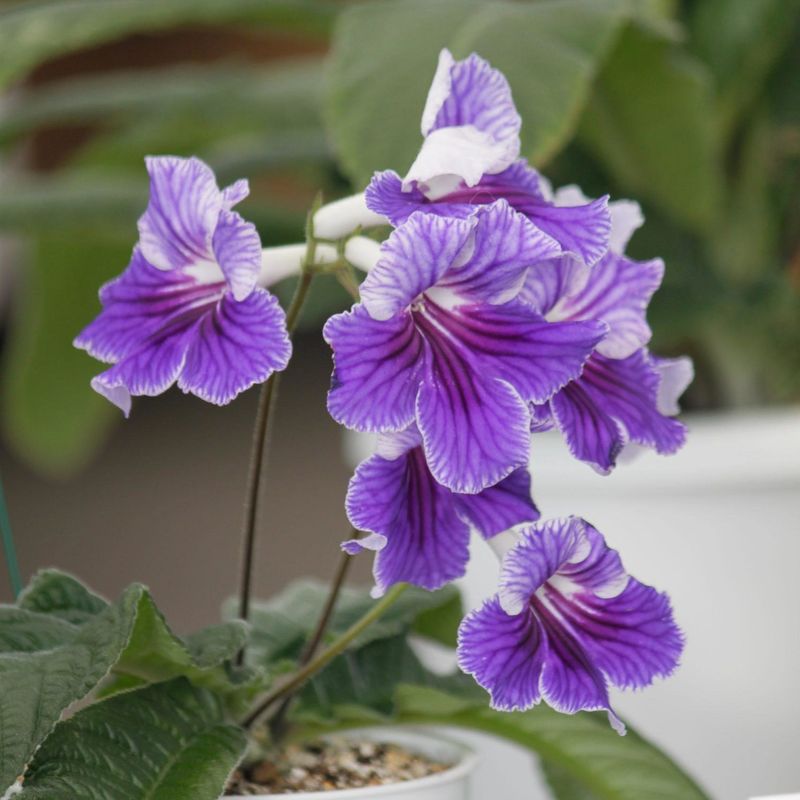 Streptocarpus