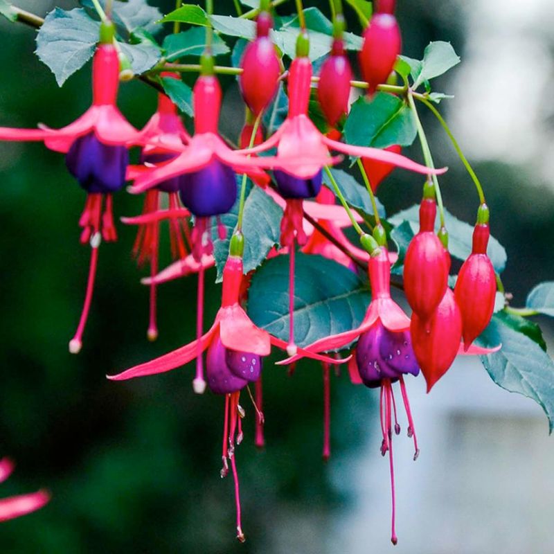 Fuchsia