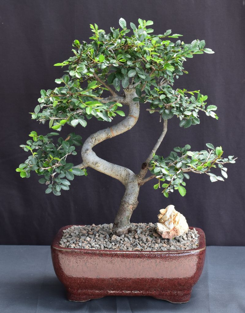 Bonsai Tree