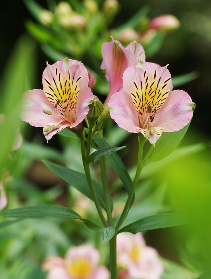 Alstroemeria